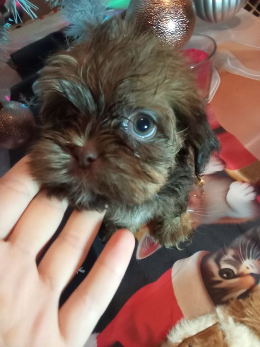 Fuks unikatowy mini shih tzu / domowa hodowla
