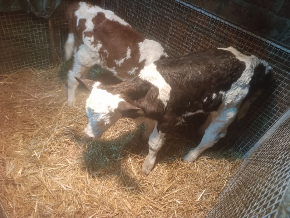 Sprzedam Byczki 5 tygodni