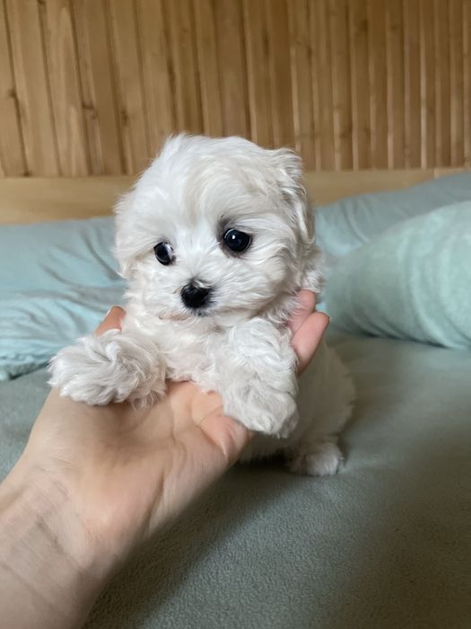 Мальтезе міні красуня з КСУ