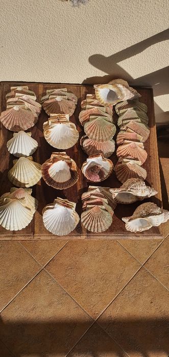 Conchas decorativas