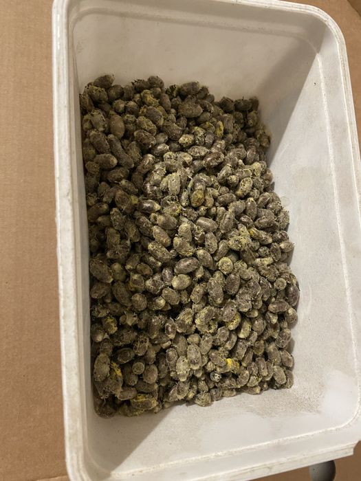 Kokony murarki ogrodowej