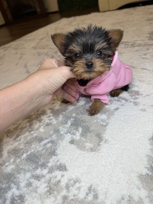 Бебі фейс міні йорк