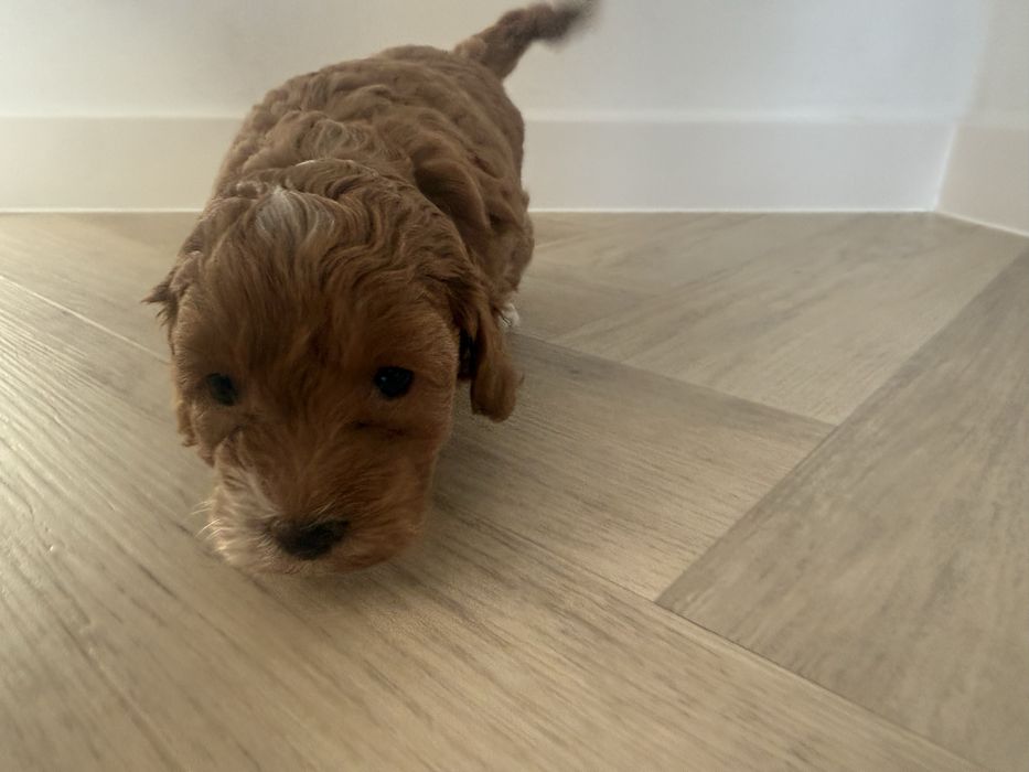 Maltipoo F1 b piesek,rodowód,badania genetyczne