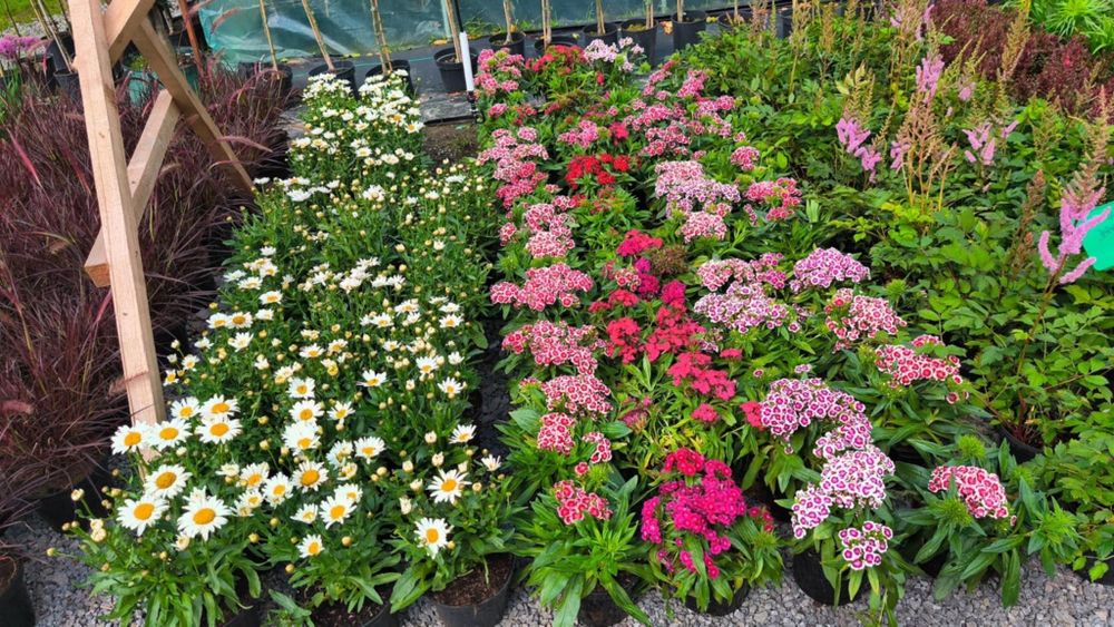 Krzewy ozdobne, szkółka trawy hortensja