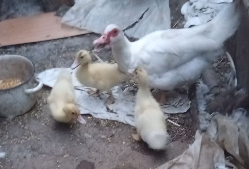 продам індоутку з утятами