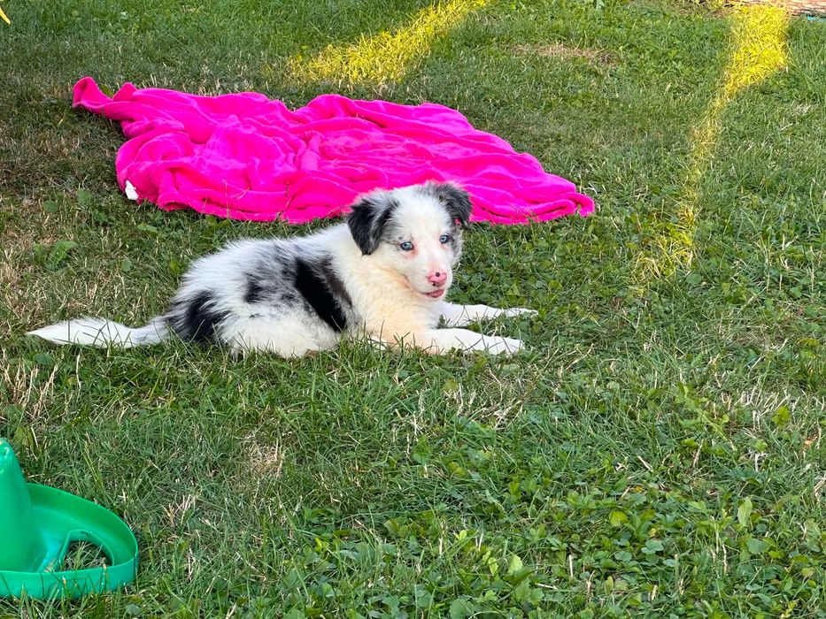 Border collie - śliczne