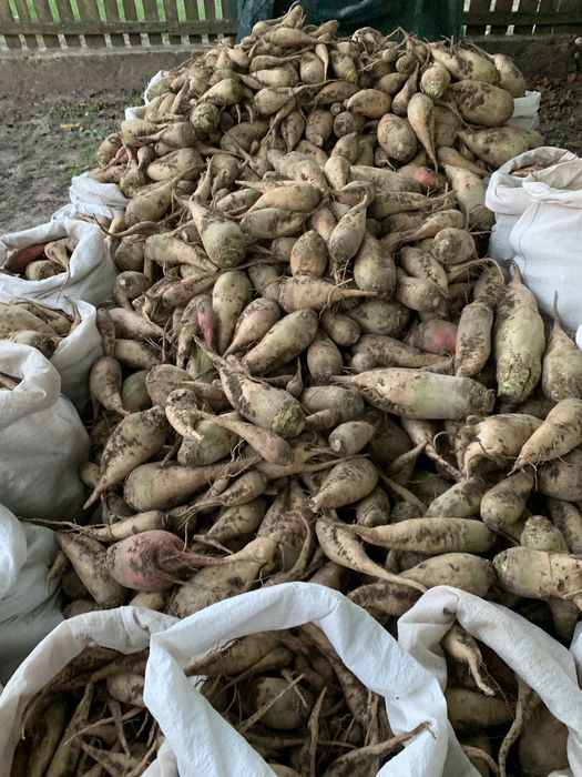 Продам буряк кормовой