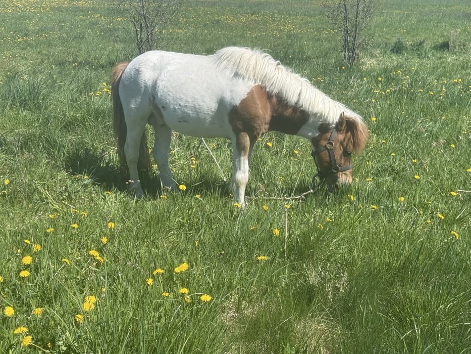 Zamienię lub sprzedam ogierka z licencją