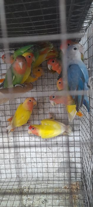 Fêmeas de agapórnis