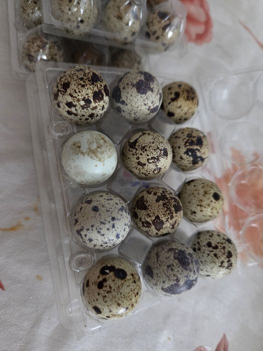 Ovos de codorniz