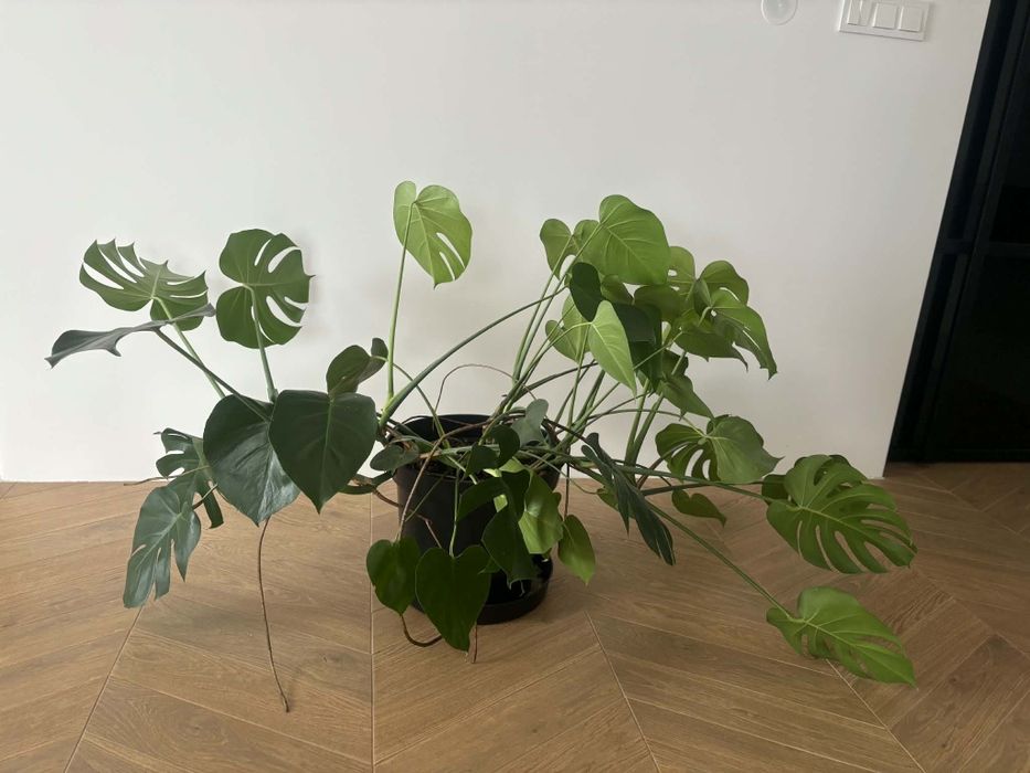 Monstera 150cm - piękna