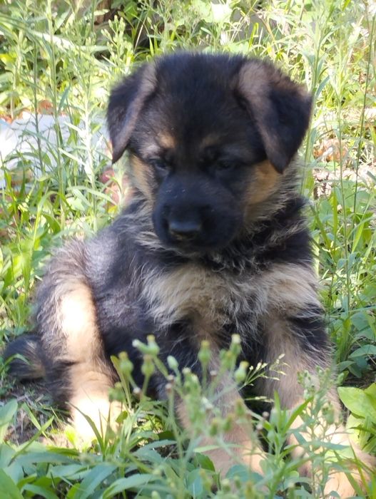 Cachorro Pastor Alemão.