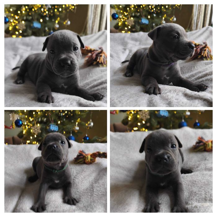 Staffordshire bull Terrier -Staffik- Błękitny piesek