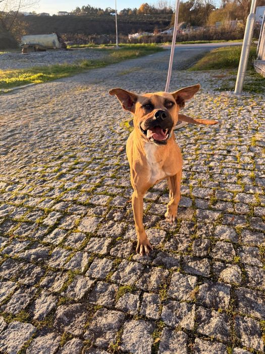Cadelinha raçada de pitbull para adopção