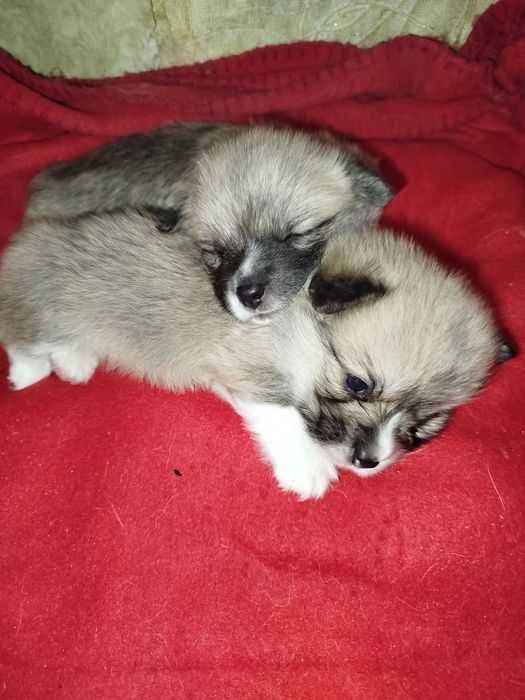 Вельш коргі ремрок