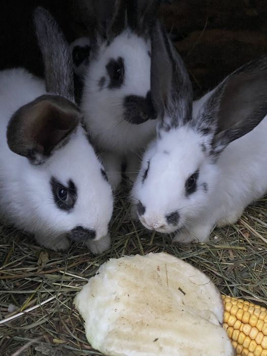 Продам кролів різного віку
