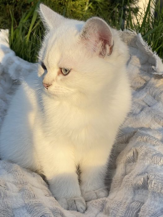 Серебристая шиншилла