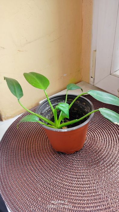 Philodendron  nie wiem jaka odmiana