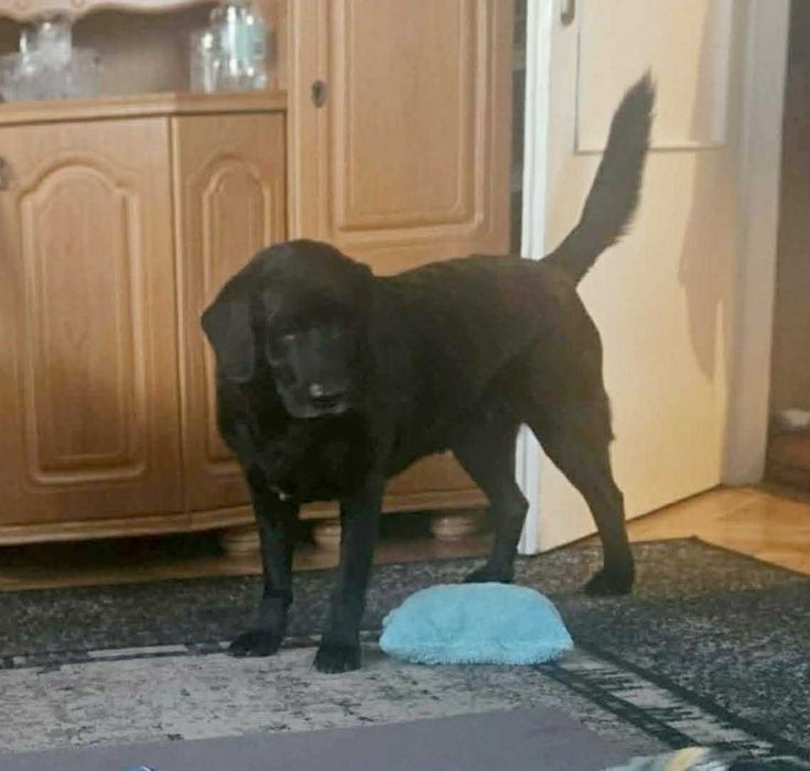 Kochany, łagodny, tulaśny, radosny, grzeczny labrador szuka domu