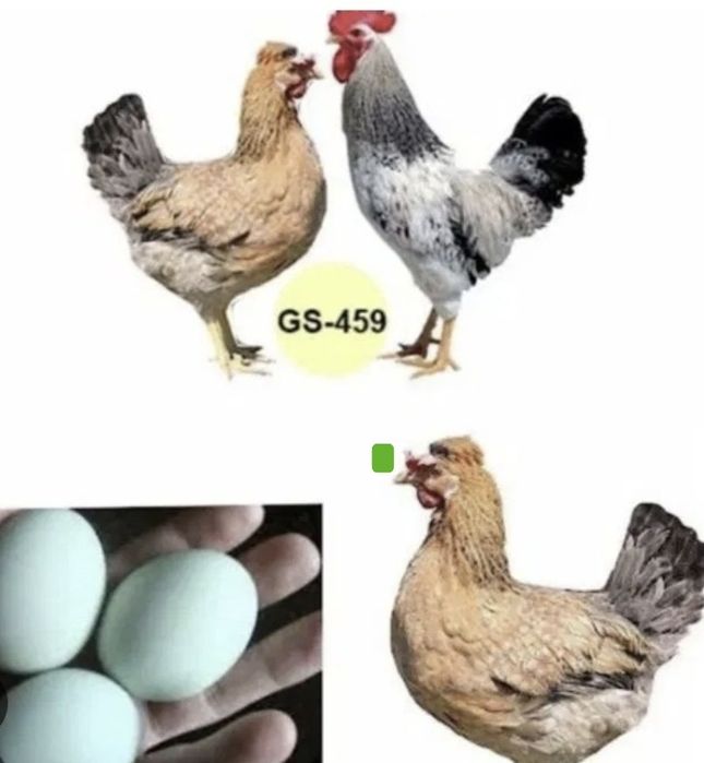 "АСТРА" Продає інкубаційне яйце Домінант,  бройлер,  мясояїчка