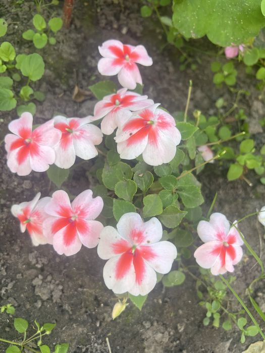 Кімнатні квіти для душі