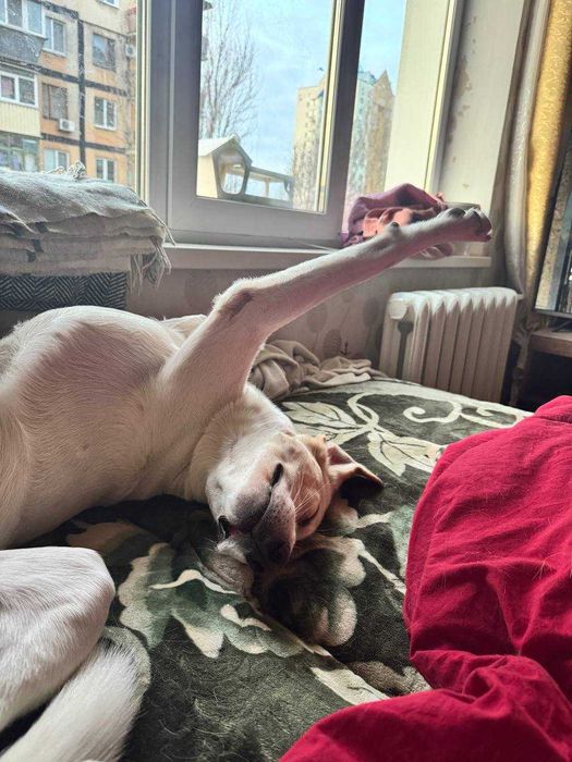 Хлопчик Персик шукає дім