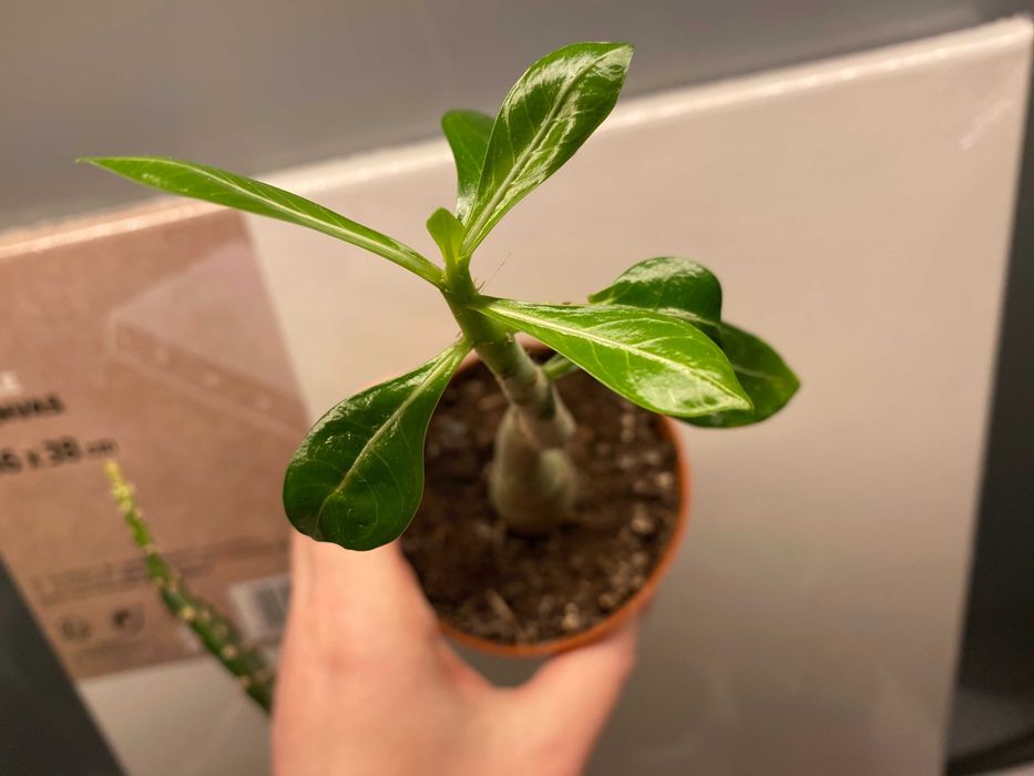 Adenium sukulent