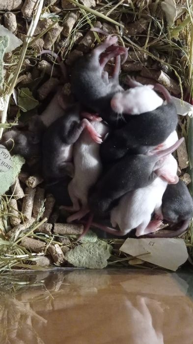 крысы крыски крысята дамбо