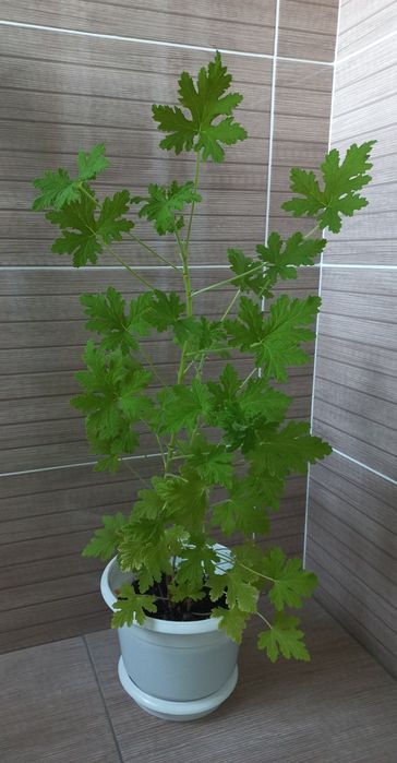 Герань душистая в горшке