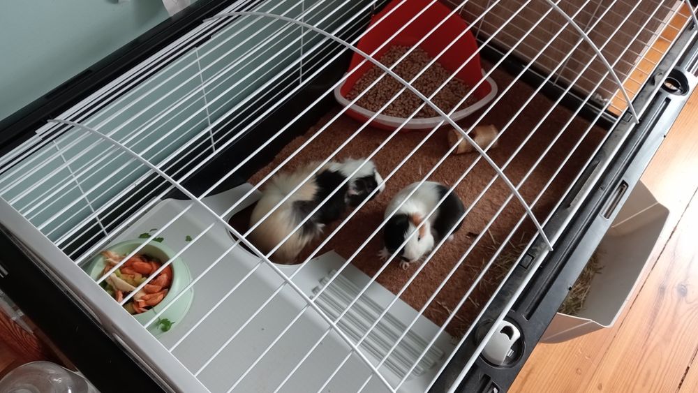 Świnki morskie za darmo