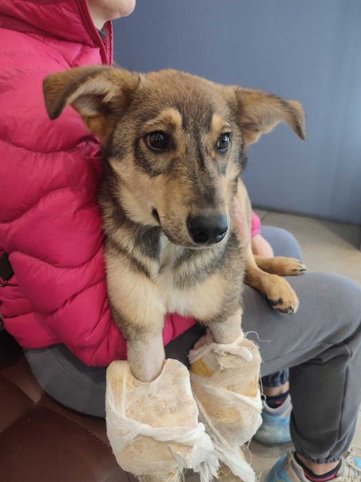 Цуцику потрібна любляча сім'я та будинок