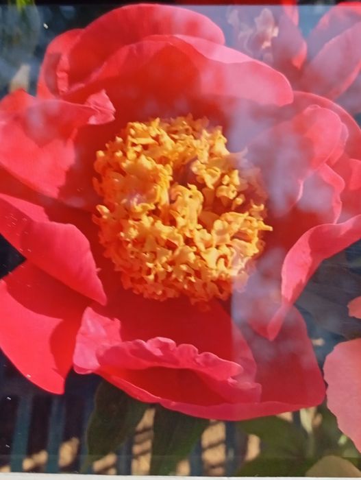 Пионы  5 расцветок