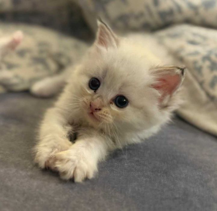 Kotka Neva Masquerade " Różyczka " ZAREZERWOWANA