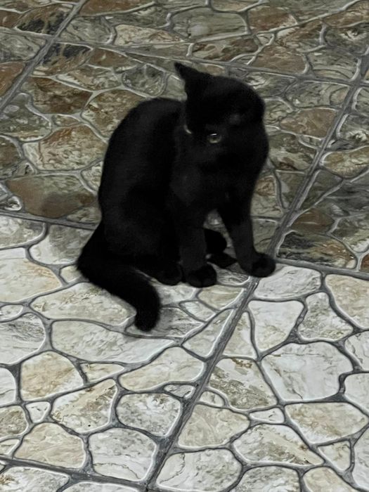 Отдам котят в хорошие руки
