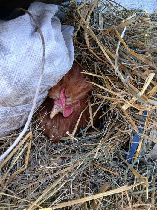 Інкубаційні яйця мішаних курей