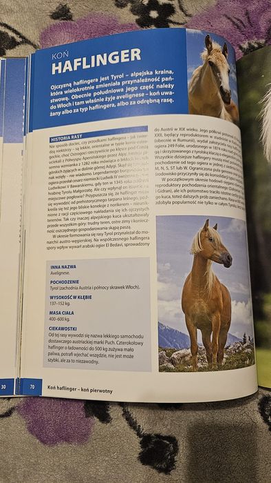 Konie Rasowe Patrycja Zarawska