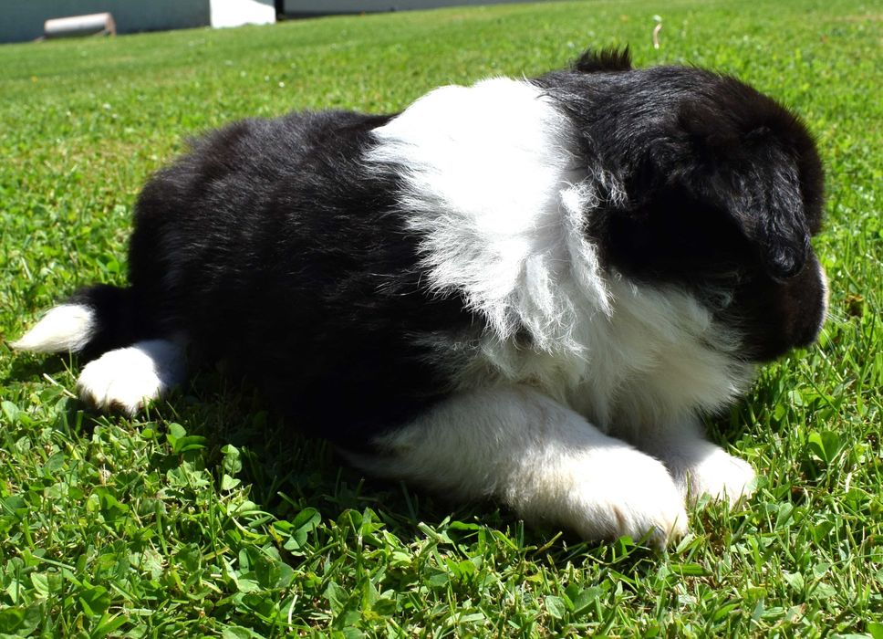 Piesek Border Collie do rezerwacji