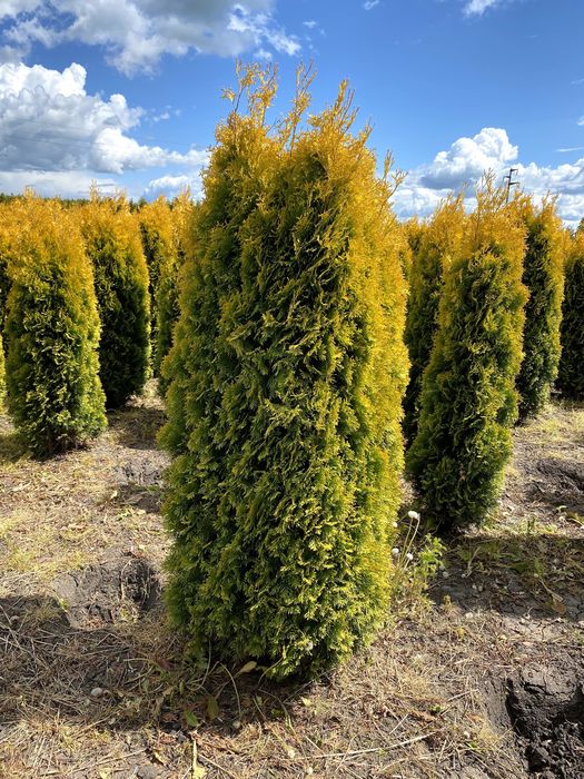 Tuja Smaragd 220-260 cm i inne thuja Szmaragd żywopłot Transport