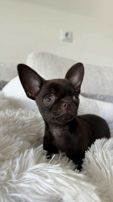 Czekoladowy Chłopczyk Mini Chihuahua z Rodowodem