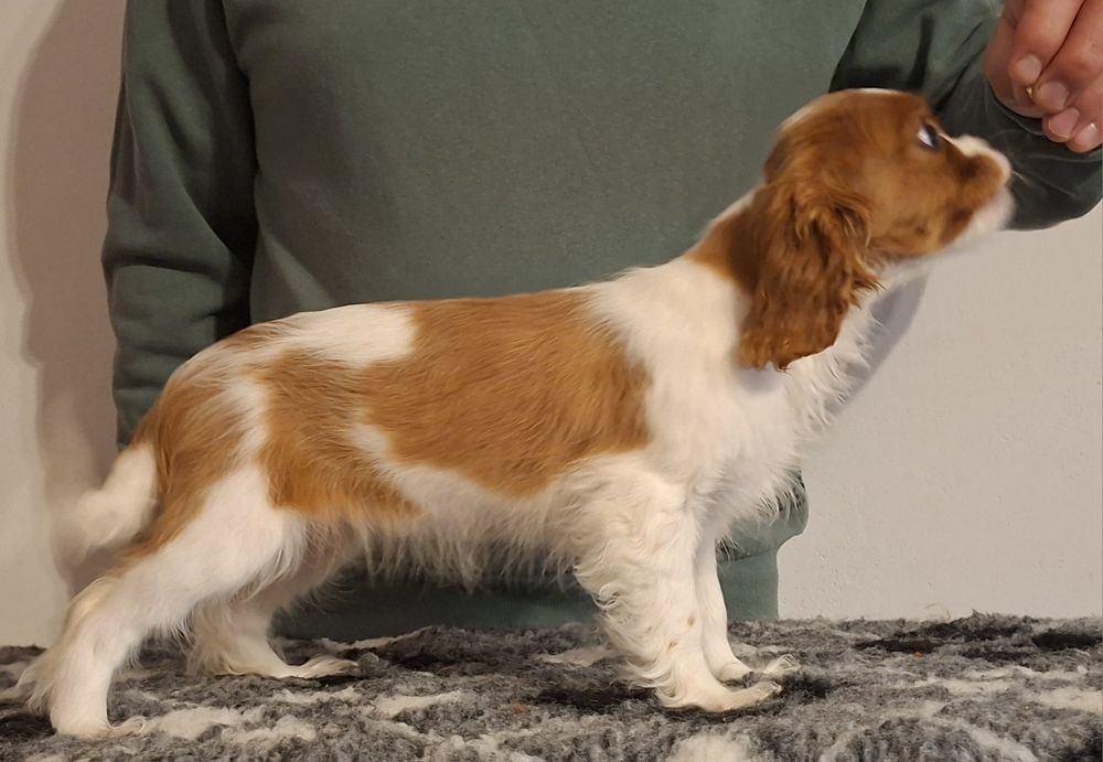 Cavalier King Charles Spaniel ZKwP FCI KRAKÓW