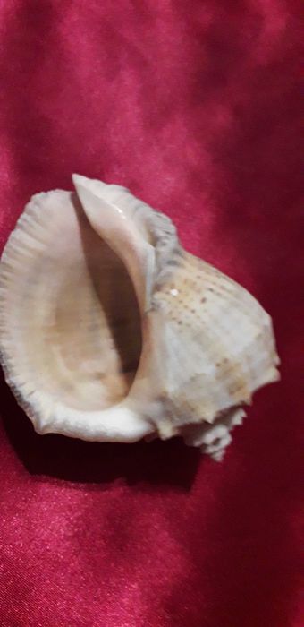 Ракушки   морские