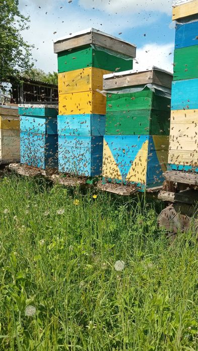 Бжолопакети карніка