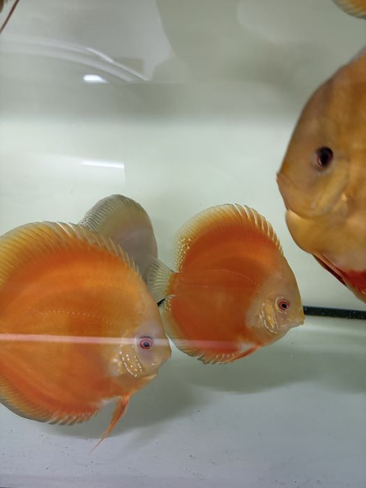 Paletki Dyskowce Red Melon
