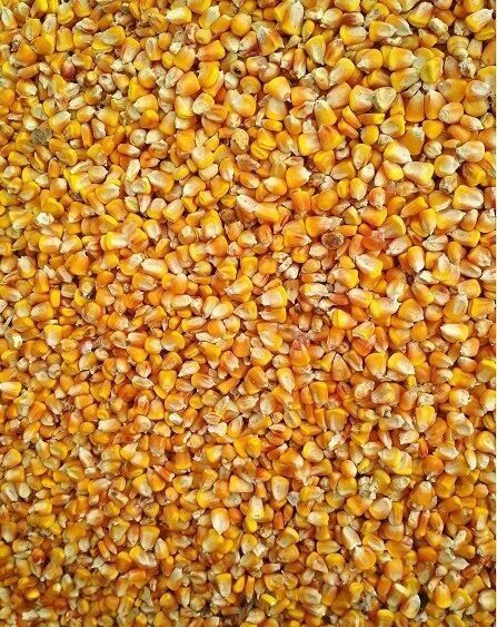 Продам зерно кукурудзи