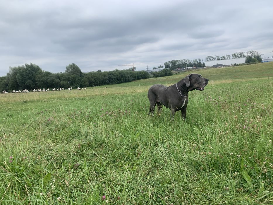 hotel dla psów domowy