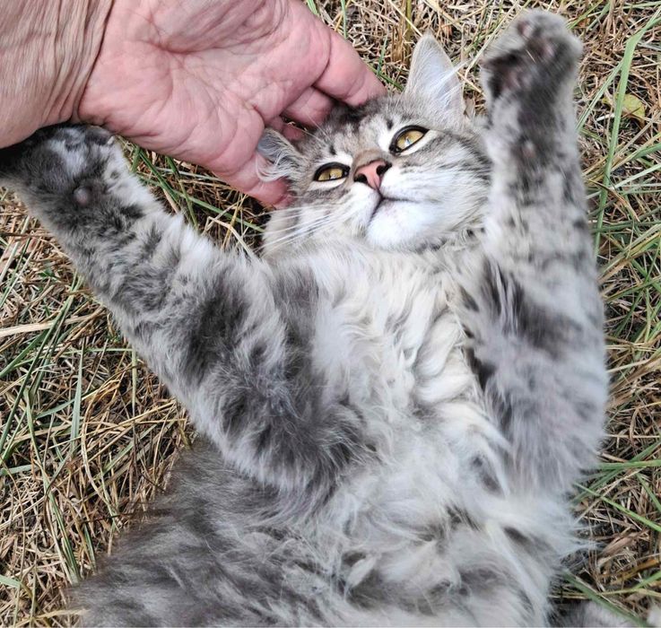 Прилаштовуються кошенята