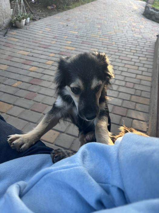 Віддам цуценят 2 дівчинки