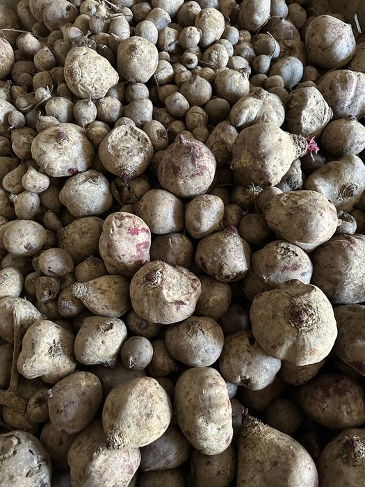 Buraki ćwikłowe paszowe