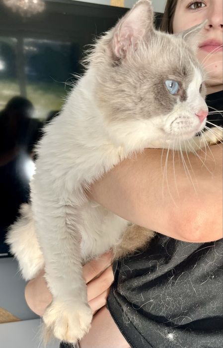 Reproduktor Ragdoll A 03