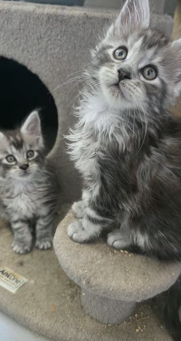 Lola,czarna srebrzysta koteczka mainecoon ZAREZERWOWANA